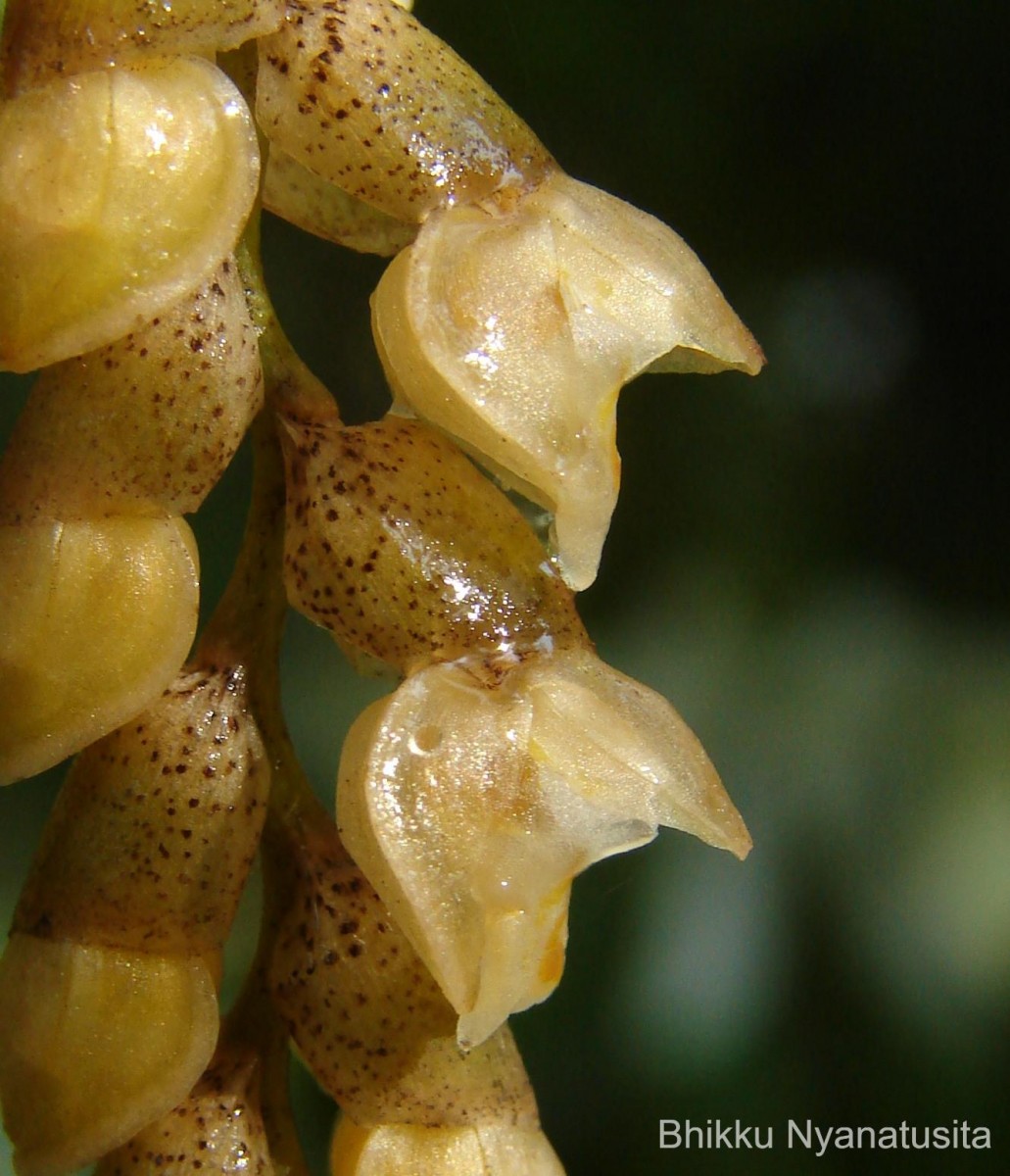 Coelogyne imbricata (Hook.) Rchb.f.